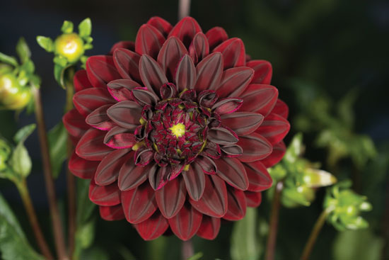 The first Dahlias sent to Europe were not considered particularly striking. However, by the early 18th century the first double forms were introduced. We now enjoy over 20,000 named dahlia breeds.